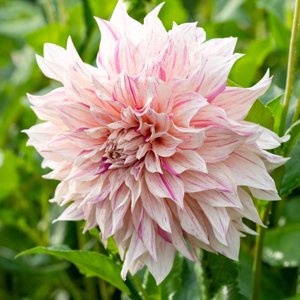 Dahlia 'Cafe au Lait Twist'